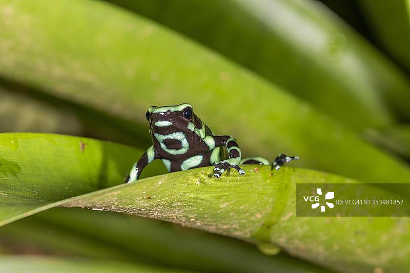 金色箭毒蛙（Dendrobates auratus），位于凤梨科植物上，哥斯达黎加萨拉皮基地区图片素材