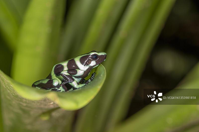 金色箭毒蛙（Dendrobates auratus），位于凤梨科植物上，哥斯达黎加萨拉皮基地区图片素材