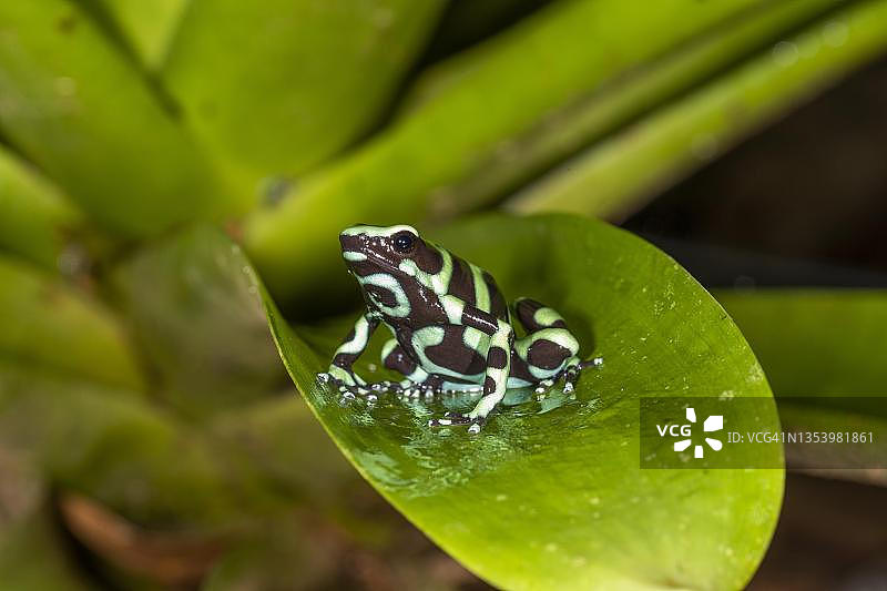 金色箭毒蛙（Dendrobates auratus），位于凤梨科植物上，哥斯达黎加萨拉皮基地区图片素材