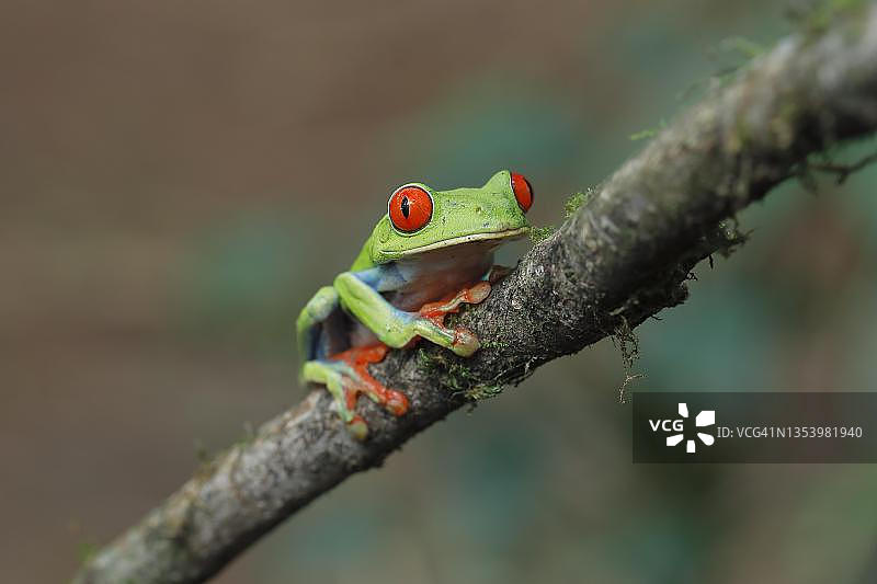 红眼树蛙，加勒比品种，蓝色侧翼，在树枝上，哥斯达黎加萨拉皮基地区图片素材