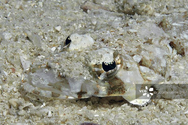 特写：博福特氏扁头鱼幼鱼头部，印度洋-太平洋，内格罗斯，维萨亚斯群岛，菲律宾图片素材