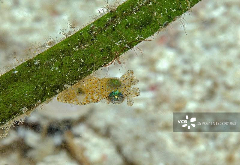 太平洋莫阿尔博阿尔双须小乌贼图片素材