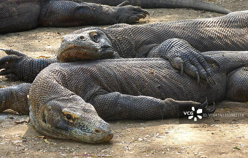 自由放养的科莫多巨蜥幼体在印度尼西亚科莫多岛的林卡岛半睡眠状态下平静地躺在一起图片素材