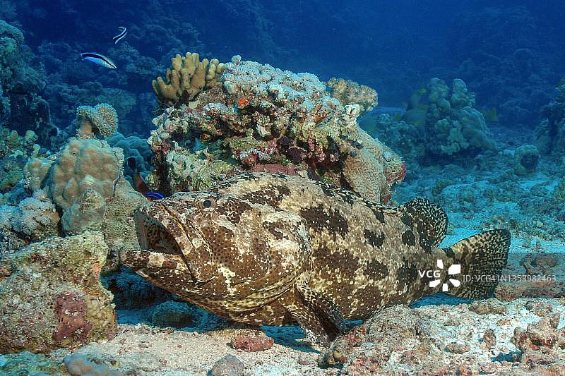 珊瑚礁海底的斜带石斑鱼，上方有裂唇鱼，红海，拉斯·穆罕默德国家公园，埃及西奈半岛图片素材