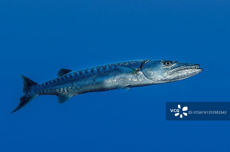 单尾大金梭鱼，印度-太平洋，巴厘岛，印度尼西亚图片素材
