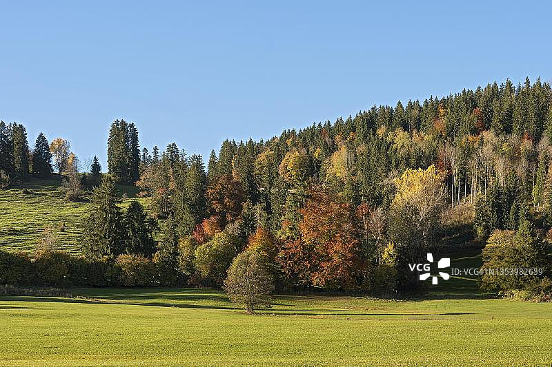 霍普芬湖的秋季混合森林，德国巴伐利亚州阿尔高图片素材