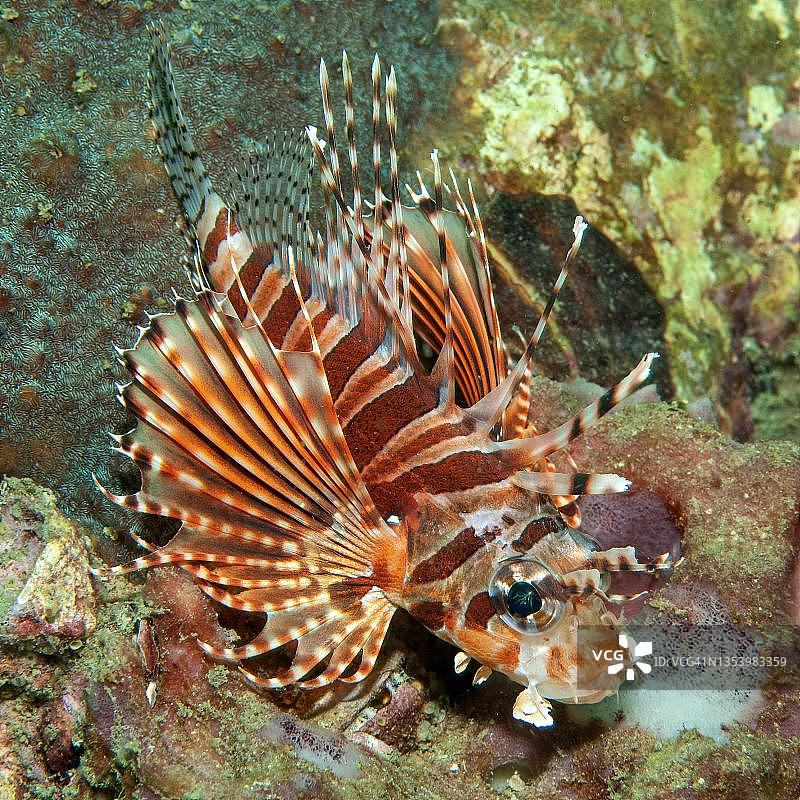 蓑鲉（Dendrochirus zebra），红海，洪加达，埃及图片素材