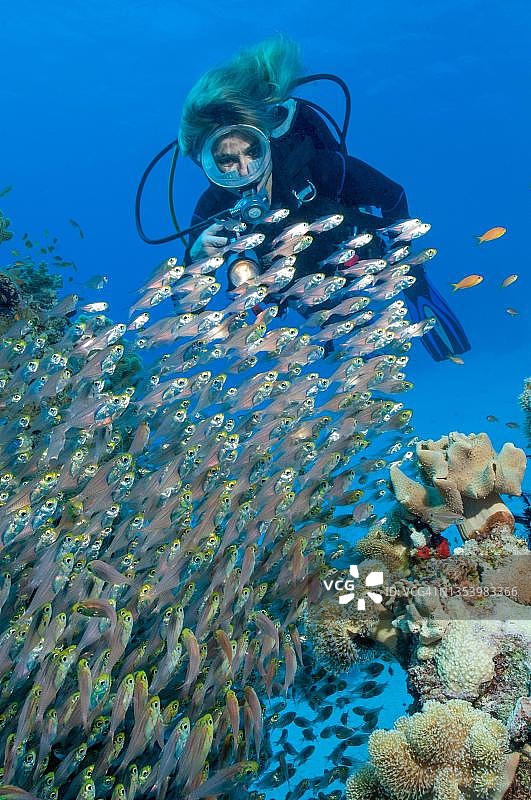 潜水员观察红海矮糖鱼(学名:Parapriacanthus guentheri),红海,赫尔格达,埃及图片素材