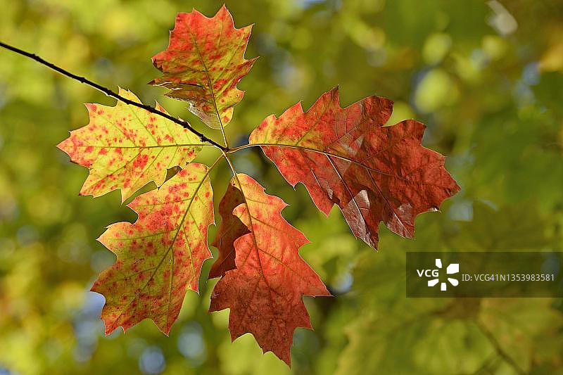 北方红橡（Quercus rubra），在逆光下带有秋叶的分支，北莱茵-威斯特法伦，德国图片素材