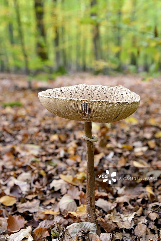 大环柄菇，子实体，秋季森林，德国莱茵兰-普法尔茨州摩泽尔图片素材