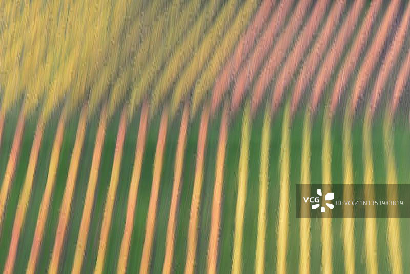 德国莱茵兰-普法尔茨摩泽尔河畔，色彩缤纷秋叶的藤蔓图片素材