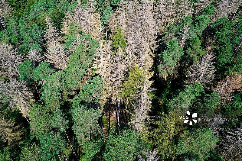 德国黑森州凯勒瓦尔德，气候变化中云杉枯树和受甲虫侵害的森林航拍影像图片素材