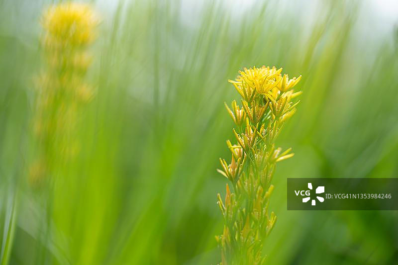 德国北莱茵-威斯特法伦州瓦纳海德的沼泽灯芯草图片素材
