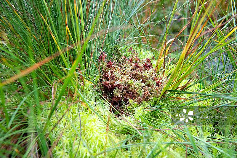 泥炭藓（泥炭藓属），红色栽培泥炭藓从绿色藓类中长出，位于德国下萨克森州图片素材