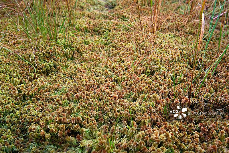 泥炭藓，下萨克森州图片素材