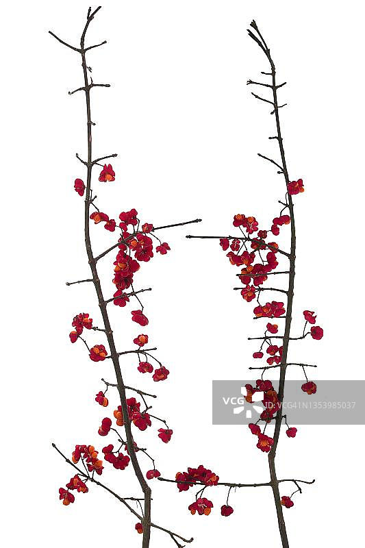 卫矛树上的花朵，白色背景，巴伐利亚，德国图片素材