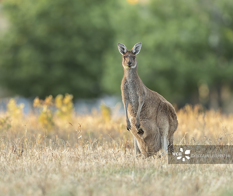 袋鼠和幼崽图片素材
