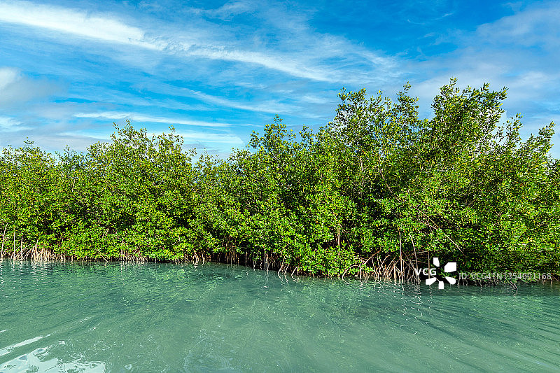 红色红树林栖息地图片素材