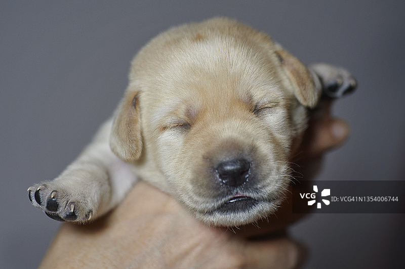 拉布拉多幼犬图片素材