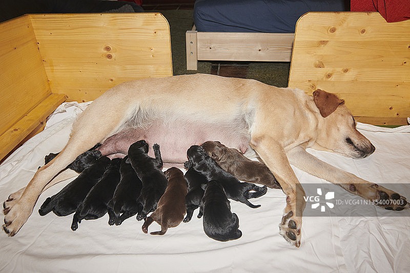 （母）狗和它的小狗图片素材