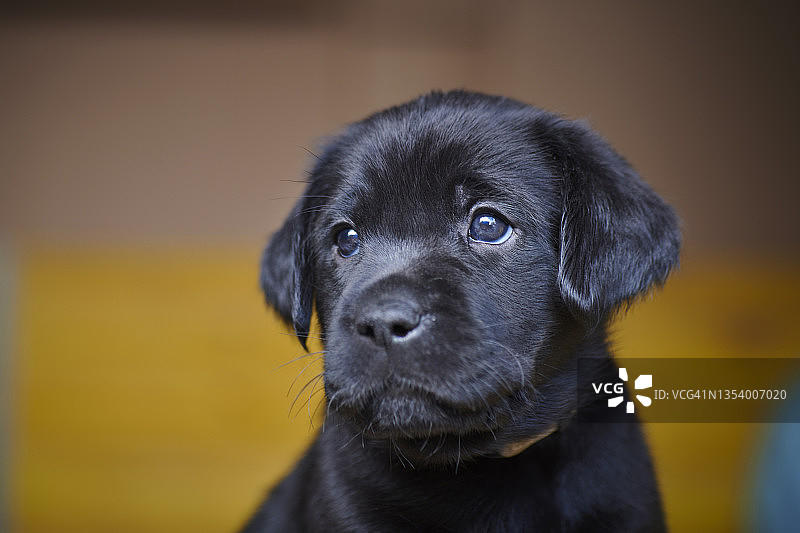 黑色拉布拉多幼犬肖像图片素材