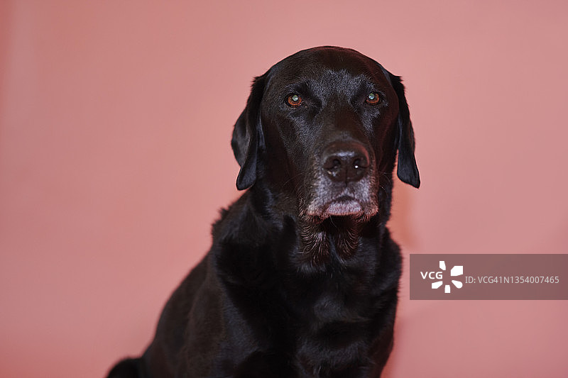 年长的黑色拉布拉多寻回犬肖像图片素材