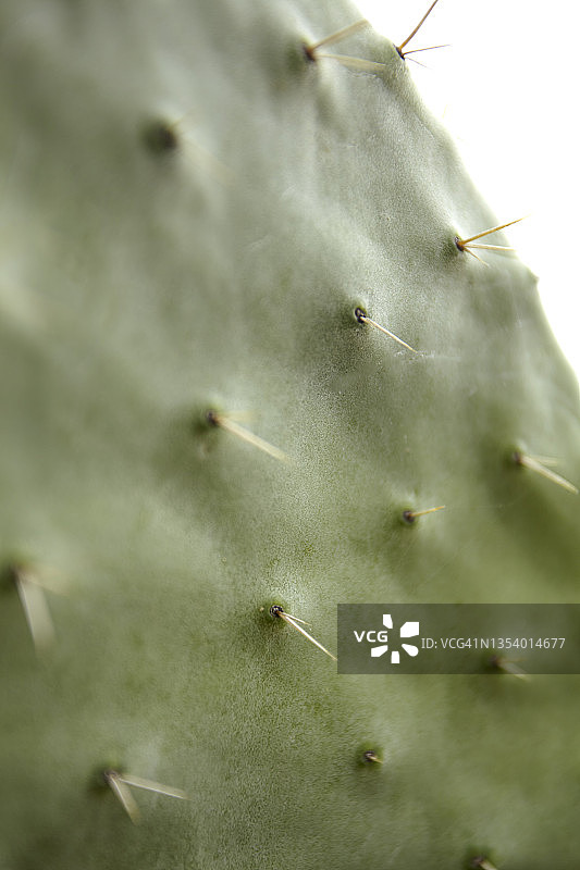 绿色仙人掌的细节特写图片素材