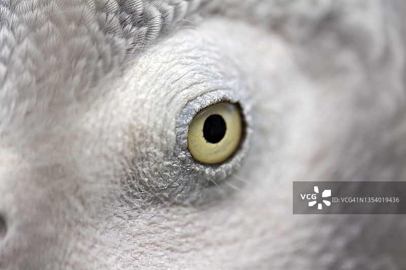 鹦鹉的眼睛图片素材