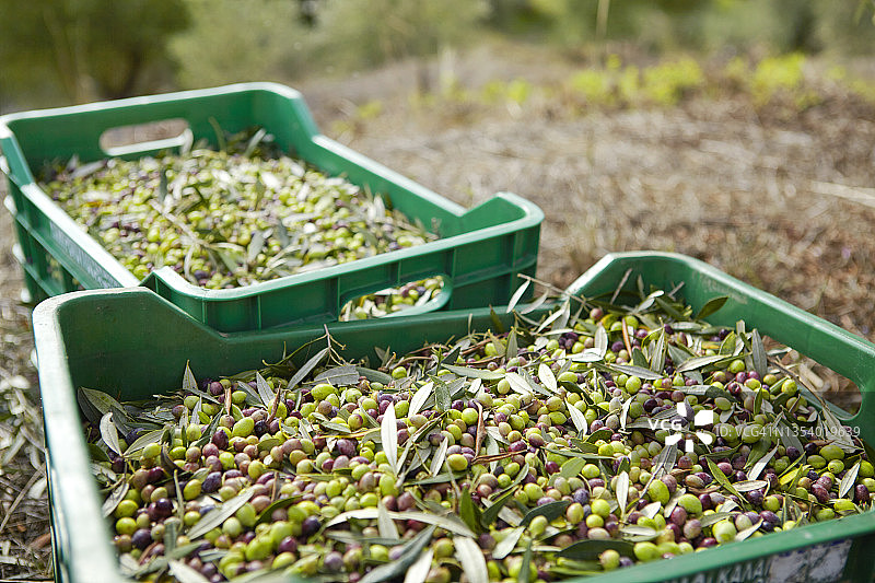 装满新鲜采摘橄榄的板条箱图片素材