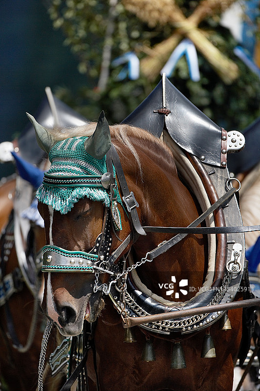 在基姆高传统服装节上的马车图片素材