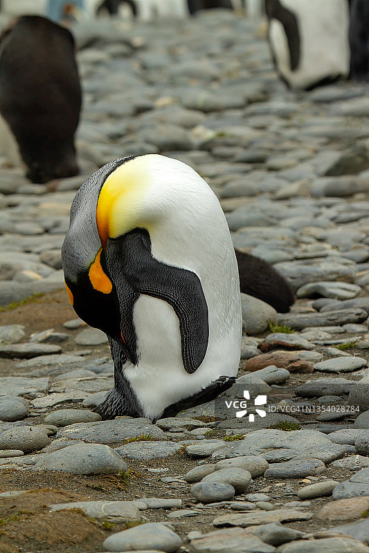 成年帝企鹅图片素材