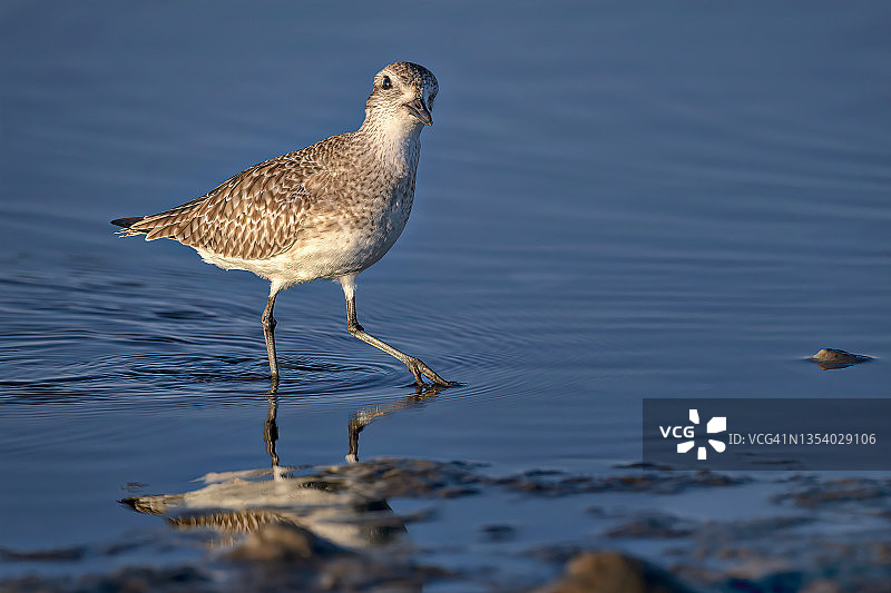 黑腹鹬幼鸟，位于佛罗里达州圣彼得堡附近的德索托堡公园北滩图片素材