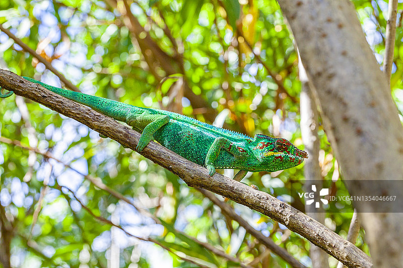 树上的豹纹变色龙肖像图片素材