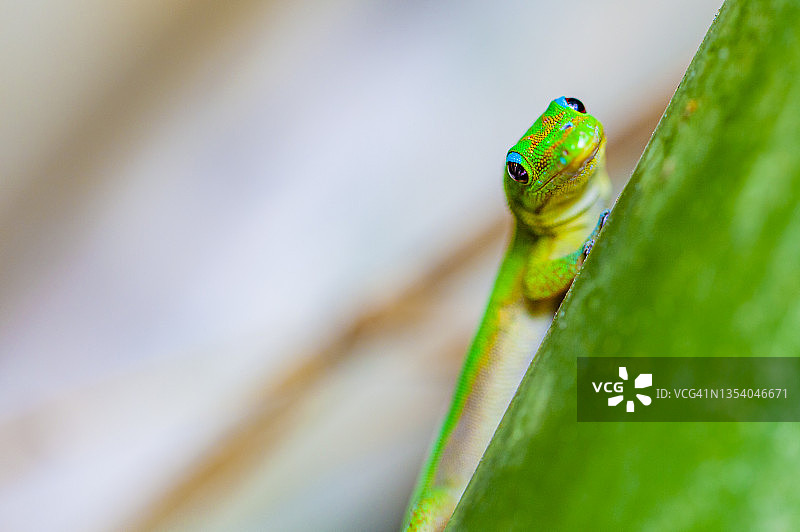大壁虎，留尼汪岛雨林图片素材