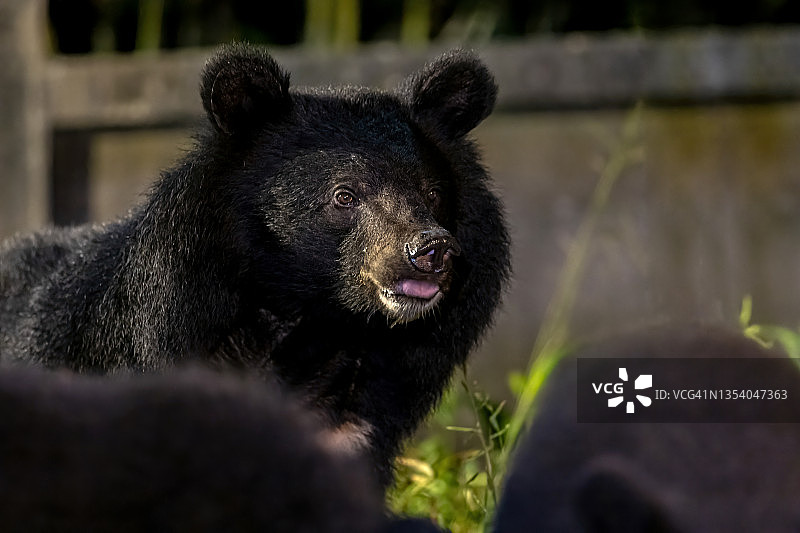 夜晚野外环境下的亚洲黑熊图片素材