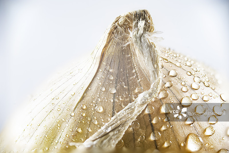 带水滴的洋葱微距摄影图片素材