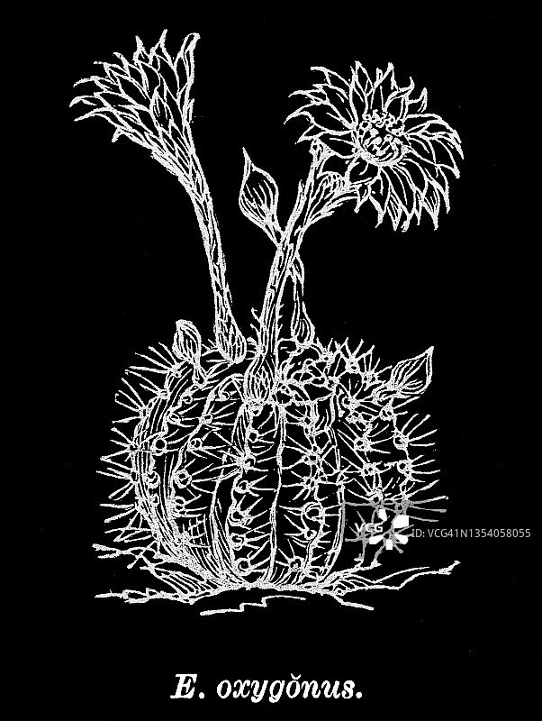 仙人掌植物古董雕刻插图图片素材