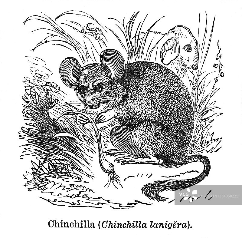 金丝鼠古版画图片素材