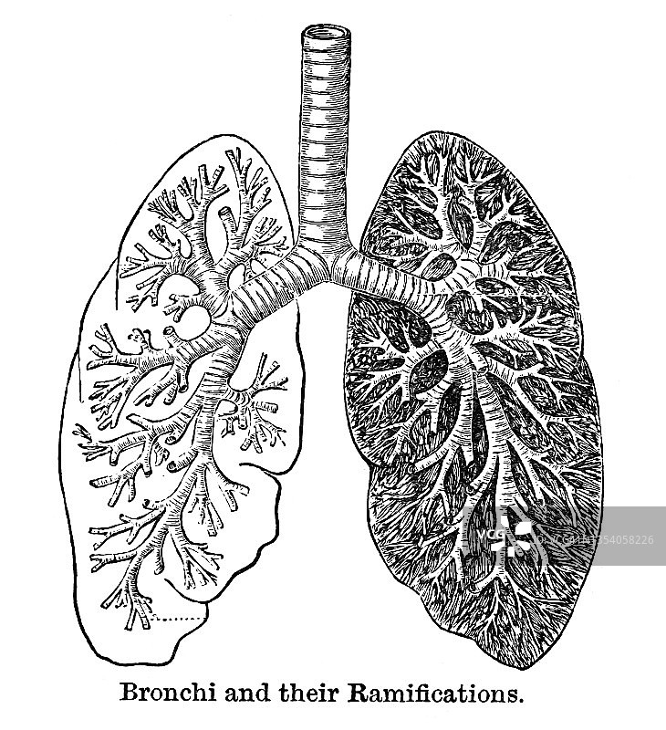 支气管及其分支的古老雕刻插图图片素材