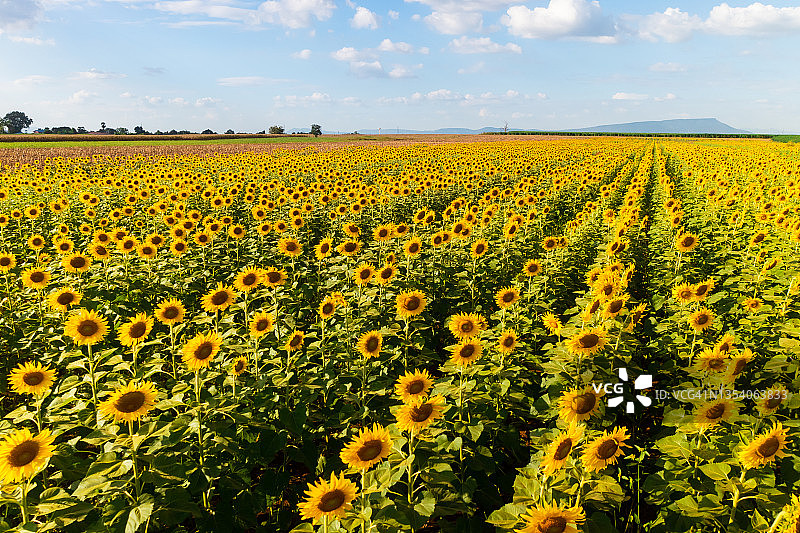 泰国华富里府大型向日葵田的高角度视图图片素材