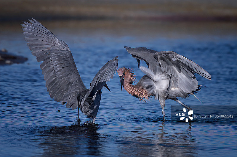 两只红鹭在佛罗里达州圣彼得堡附近的德索托堡公园北滩捕鱼图片素材