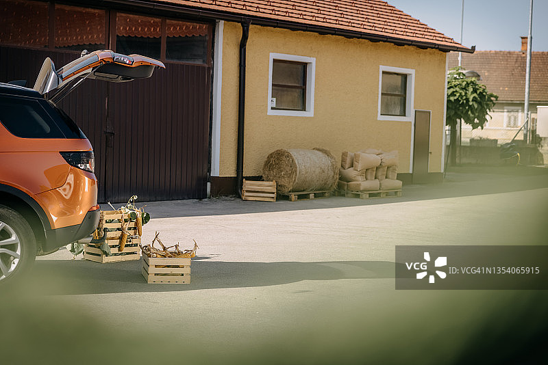 新鲜采摘的玉米装在篮子里准备装入汽车后备箱图片素材