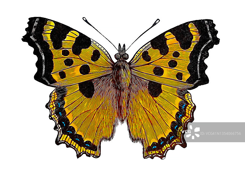 昆虫学老式雕刻插图：大紫蛱蝶图片素材