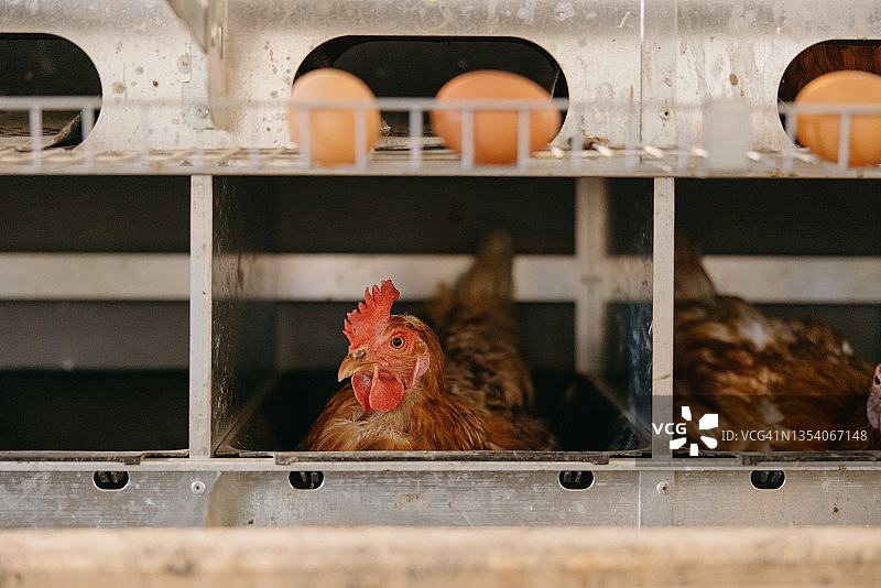 家禽养殖场里的母鸡特写图片素材