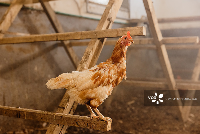 栖息在木结构上的母鸡特写图片素材