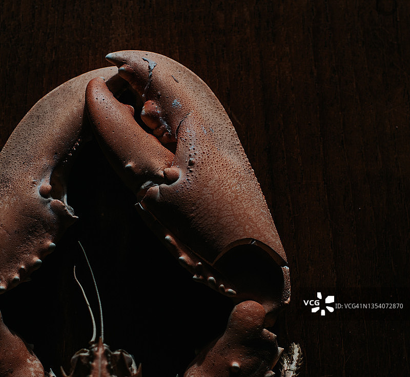 龙虾爪的艺术概念图，突显美丽的自然纹理和色彩图片素材