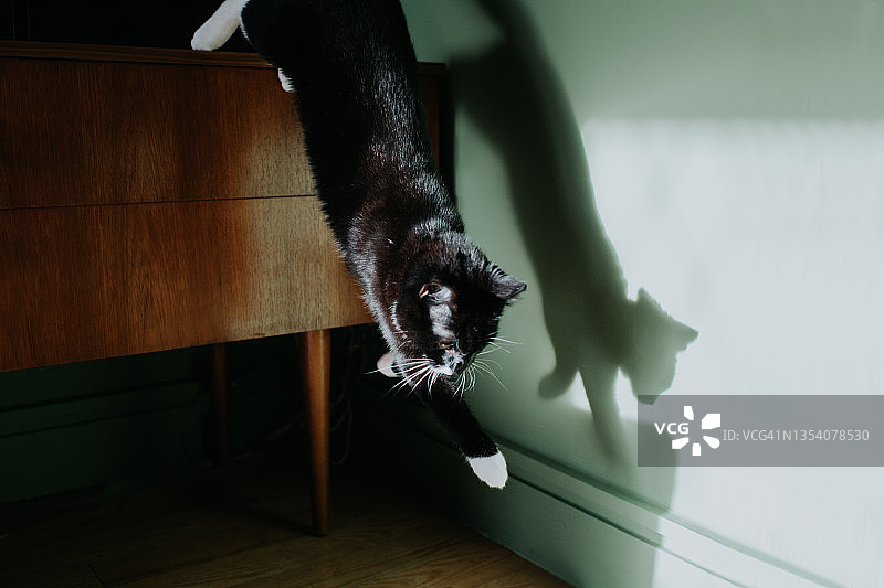 一只年轻的黑猫从木柜上跳下来，它的影子投射在墙上图片素材