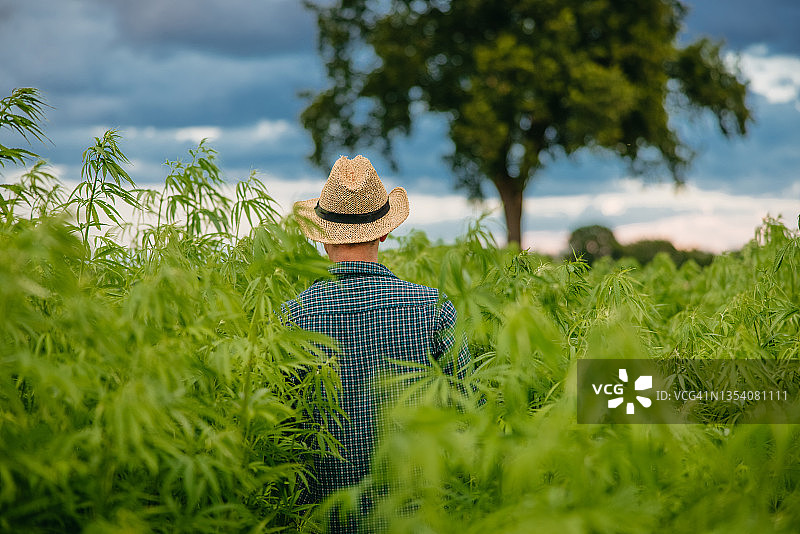 农民站在麻田里图片素材