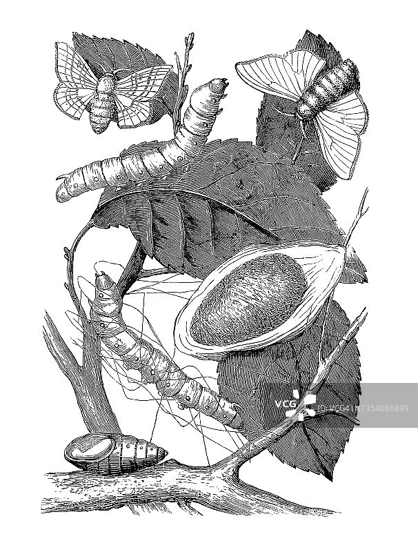 昆虫学：家蚕（Bombyx mori）古董雕刻插图图片素材