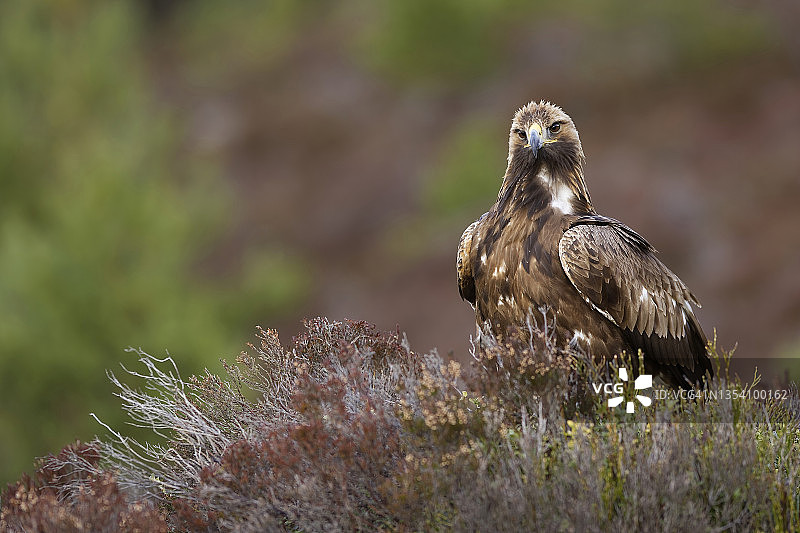 金雕栖息在石楠区，看向镜头图片素材